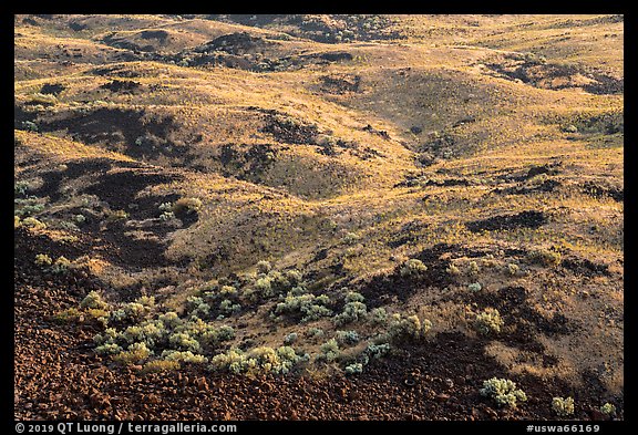 Shrubs and volcanic rocks on Saddle Mountain, Hanford Reach National Monument. Washington (color)