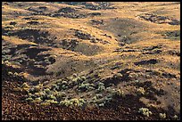 Shrubs and volcanic rocks on Saddle Mountain, Hanford Reach National Monument. Washington ( color)