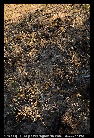 Grasses on lava slope, Hanford Reach National Monument. Washington (color)