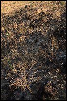 Grasses on lava slope, Hanford Reach National Monument. Washington ( color)