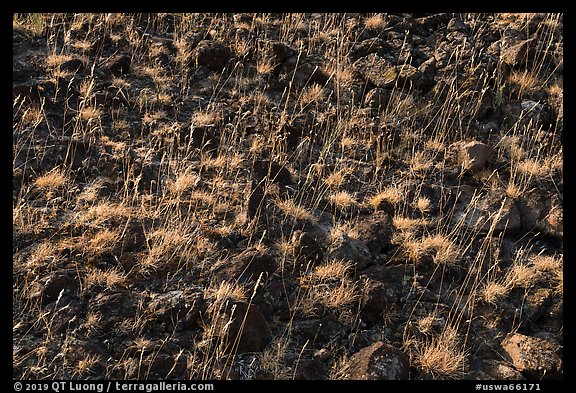 Close up of grasses and volcanic rocks, Hanford Reach National Monument. Washington (color)