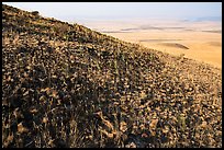 Hill with volcanic rocks and distant valley, Hanford Reach National Monument. Washington ( color)