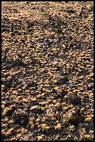 Grasses and volcanic rocks, Hanford Reach National Monument. Washington ( color)