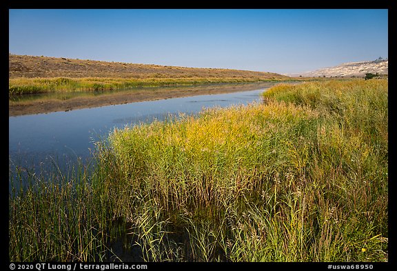 Grasses, Columbia River secondary channel, Savage Island, Hanford Reach National Monument. Washington (color)