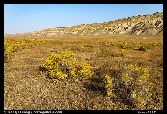 Rabittbrush and bluffs in autumn, Hanford Reach National Monument. Washington (color)