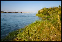 Columbia River grassy shore with reactor in background, Hanford Reach National Monument. Washington ( color)