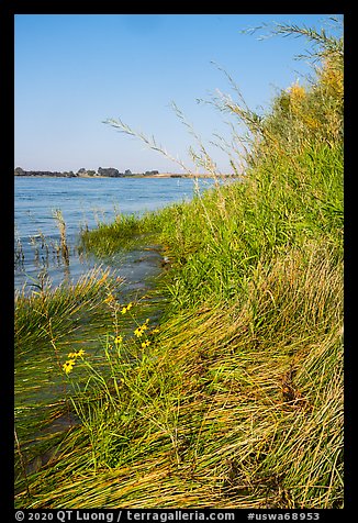 Grasses and sunflowers on Columbia River shore, Hanford Reach National Monument. Washington (color)