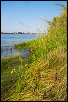 Grasses and sunflowers on Columbia River shore, Hanford Reach National Monument. Washington ( color)
