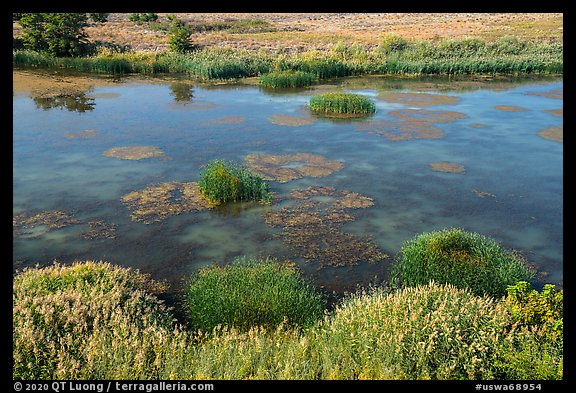 Wetlands on the shore of Savage Island, Hanford Reach National Monument. Washington (color)