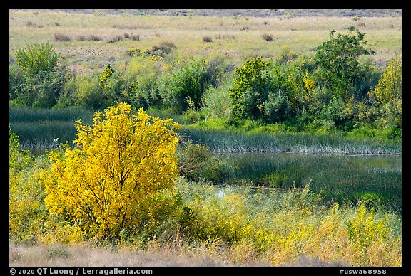 Autumn foliage and wetlands, Hanford Reach National Monument. Washington (color)