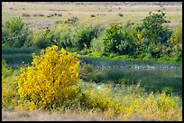 Autumn foliage and wetlands, Hanford Reach National Monument. Washington ( color)