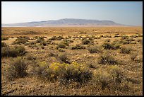 Sagebrush and Rattlesnake Mountain, Hanford Reach National Monument. Washington ( color)