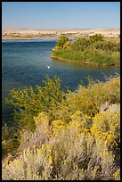 Columbia River at White Bluffs Landing with pelican, Hanford Reach National Monument. Washington ( color)