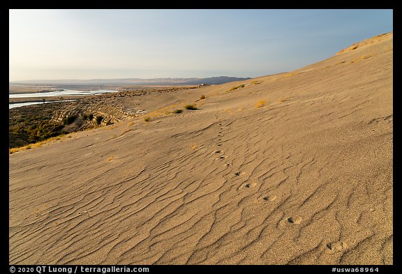 Animal track on sand dunes, Hanford Reach National Monument. Washington (color)