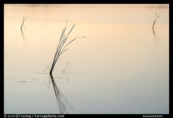 Isolated reeds at sunrise, Wahluke Ponds, Hanford Reach National Monument. Washington (color)