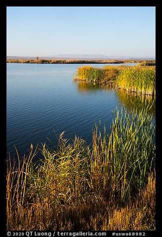 Cattails and Wahluke Ponds, early morning, Hanford Reach National Monument. Washington (color)
