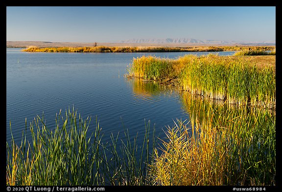 Reeds, Wahluke Ponds, Hanford Reach National Monument. Washington (color)