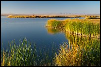 Reeds, Wahluke Ponds, Hanford Reach National Monument. Washington ( color)