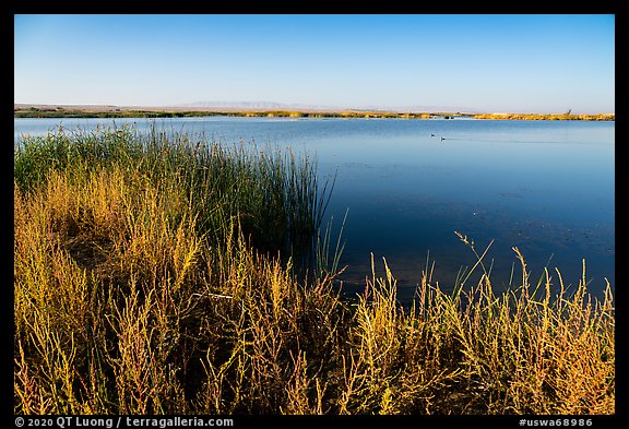 Wahluke Ponds with wading birds, Hanford Reach National Monument. Washington (color)
