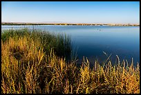 Wahluke Ponds with wading birds, Hanford Reach National Monument. Washington ( color)