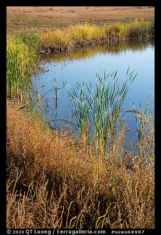 Shore detail with reeds, Wahluke Ponds, Hanford Reach National Monument. Washington (color)