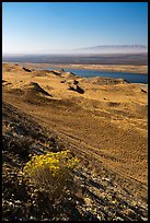 Rabbitbrush in bloom and Columbia River, Hanford Reach National Monument. Washington ( color)