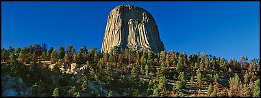 Devils Tower rising above forest. Wyoming, USA (Panoramic color)