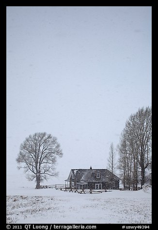 Historic house and bare trees in snow blizzard. Jackson, Wyoming, USA (color)