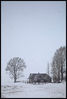 Historic house and bare trees in snow blizzard. Jackson, Wyoming, USA