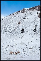 Bighorn sheep family on snowy slope. Jackson, Wyoming, USA