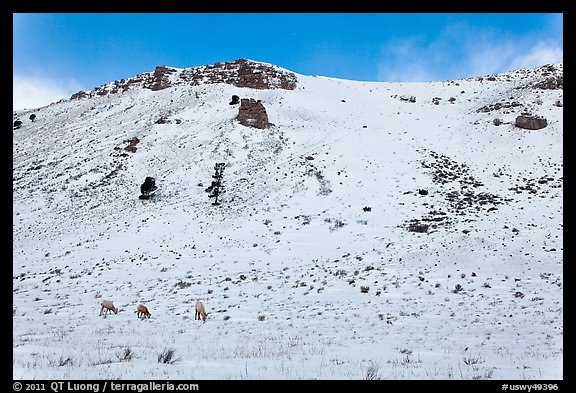 Snowy hill and bighorn sheep, National Elk Refuge. Jackson, Wyoming, USA