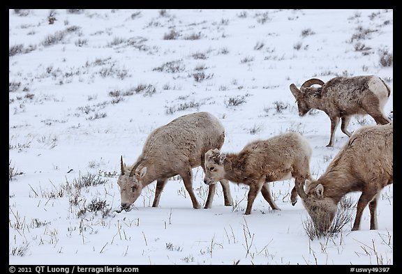 Group of Bighorn sheep in winter. Jackson, Wyoming, USA (color)