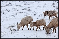 Group of Bighorn sheep in winter. Jackson, Wyoming, USA (color)