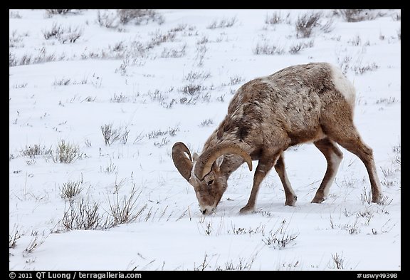 Bighorn sheep grazing on snow-covered slope. Jackson, Wyoming, USA