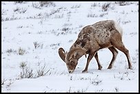 Bighorn sheep grazing on snow-covered slope. Jackson, Wyoming, USA