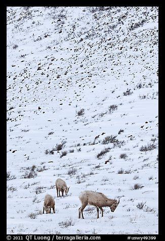 Family of Bighorn sheep, winter snow. Jackson, Wyoming, USA (color)