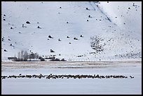 Large elk herd in the distance, National Elk Refuge. Jackson, Wyoming, USA