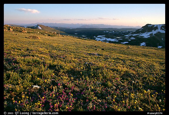 Carpet of alpine flowers, Beartooth Mountains, Shoshone National Forest. Wyoming, USA (color)