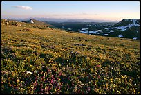 Carpet of alpine flowers, Beartooth Mountains, Shoshone National Forest. Wyoming, USA