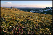 Carpet of alpine flowers, Beartooth Mountains, Shoshone National Forest. Wyoming, USA (color)