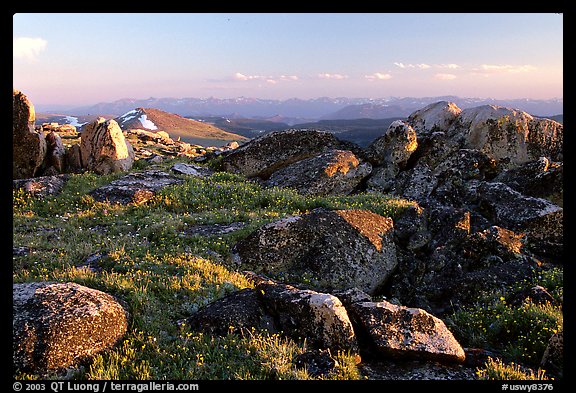 Wildflowers and rocky alpine meadow, late afternoon, Beartooth Mountains, Shoshone National Forest. Wyoming, USA (color)
