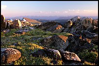 Wildflowers and rocky alpine meadow, late afternoon, Beartooth Mountains, Shoshone National Forest. Wyoming, USA ( color)