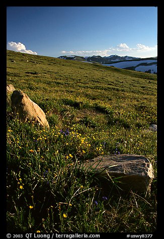 Summer alpine meadow and rocks, late afternoon, Beartooth Range, Shoshone National Forest. Wyoming, USA (color)