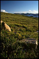 Summer alpine meadow and rocks, late afternoon, Beartooth Range, Shoshone National Forest. Wyoming, USA