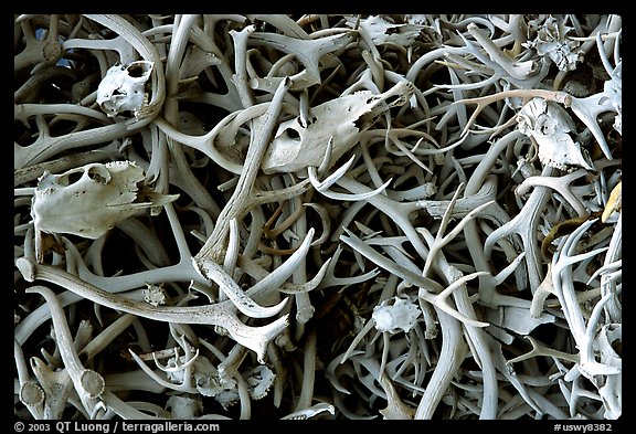 Pile of elk antlers. Jackson, Wyoming, USA (color)