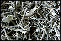 Pile of elk antlers. Jackson, Wyoming, USA