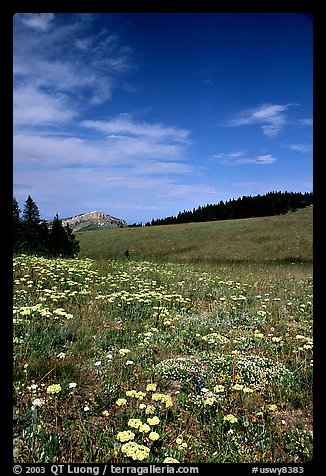 Wildflowers in alpine meadow, Bighorn Mountains, Bighorn National Forest. Wyoming, USA