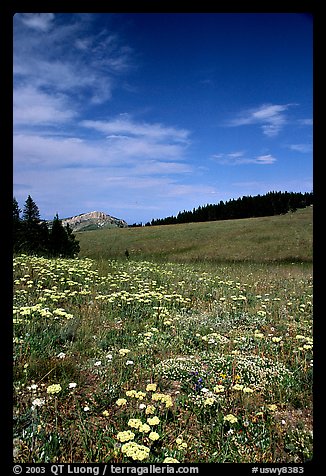 Wildflowers in alpine meadow, Bighorn Mountains, Bighorn National Forest. Wyoming, USA (color)