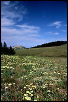 Wildflowers in alpine meadow, Bighorn Mountains, Bighorn National Forest. Wyoming, USA