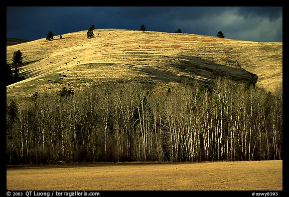 Trees and hills in late fall. Wyoming, USA (color)